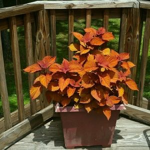 Meet your Posher, Pamela